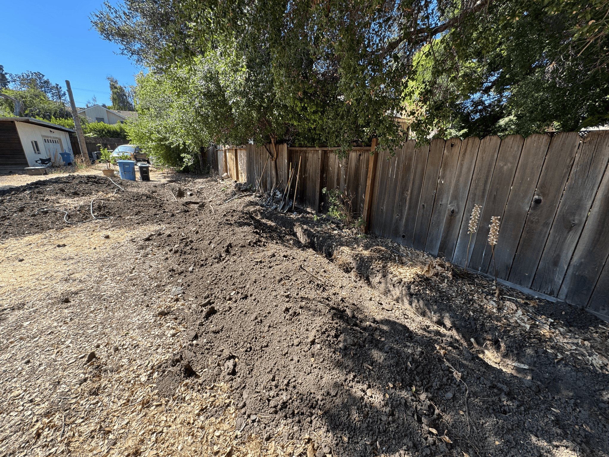 Palo Alto Tree Root Exposure